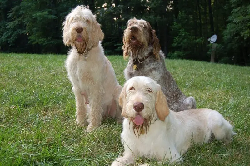 Hình ảnh chó Spinone Italiano ấn tượng 26