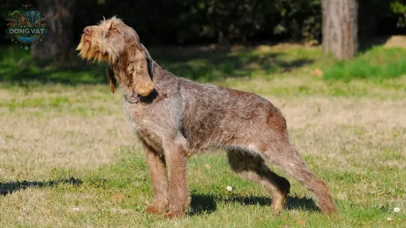 Nguồn gốc của chó Spinone Italiano