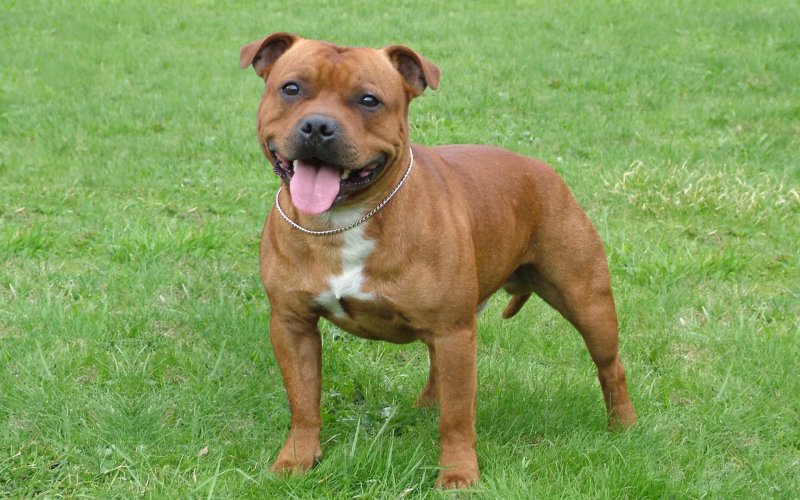 Tuổi thọ và sức khỏe của chó Staffordshire Bull Terrier