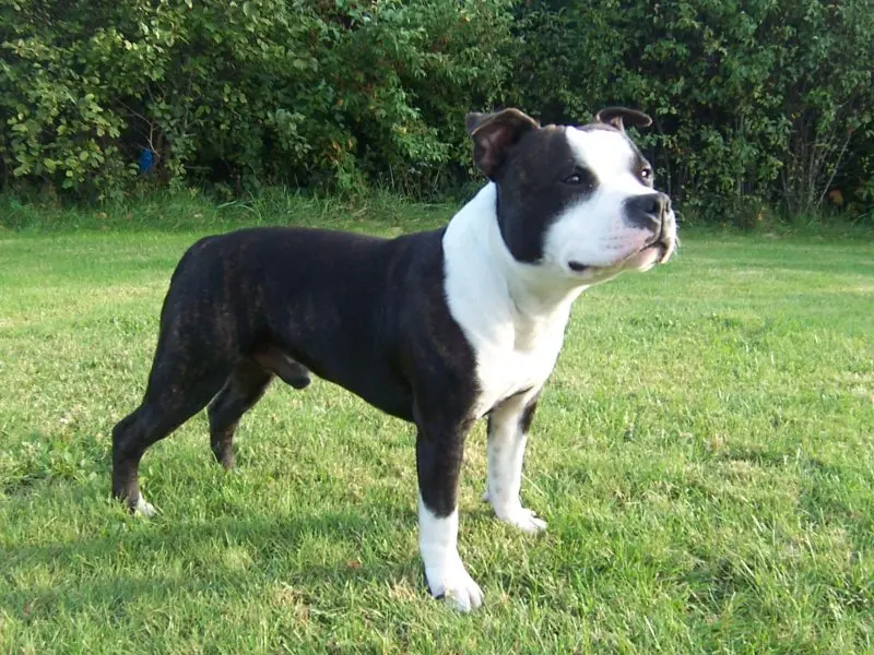 Hình ảnh chó Staffordshire Bull Terrier dễ thương 2