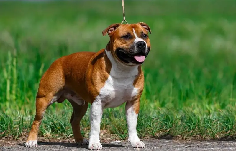 Hình ảnh chó Staffordshire Bull Terrier dễ thương 3