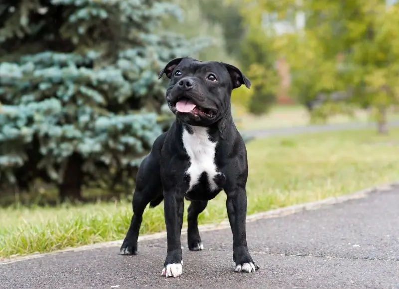 Hình ảnh chó Staffordshire Bull Terrier dễ thương 4