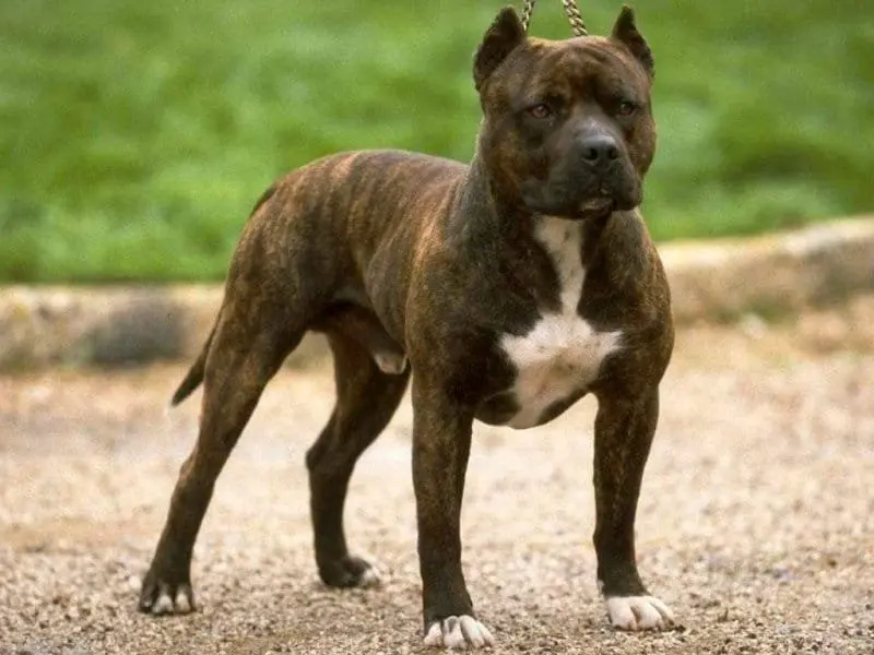 Hình ảnh chó Staffordshire Bull Terrier dễ thương 7