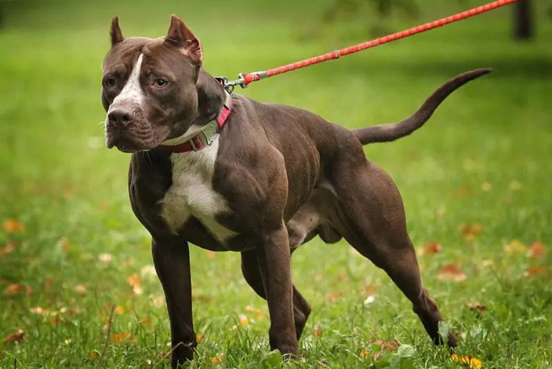 Hình ảnh chó Staffordshire Bull Terrier dễ thương 9