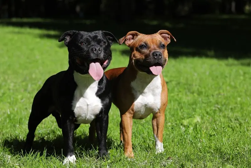 Hình ảnh chó Staffordshire Bull Terrier dễ thương 10