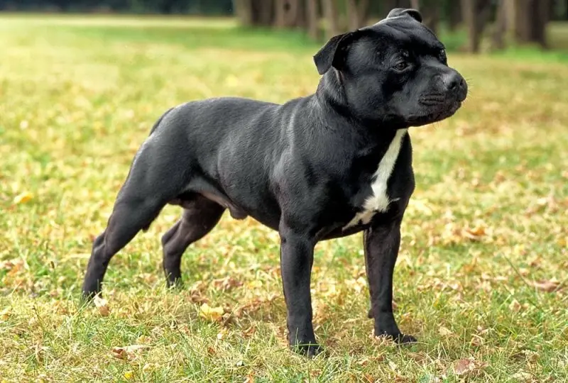 Hình ảnh chó Staffordshire Bull Terrier dễ thương 11