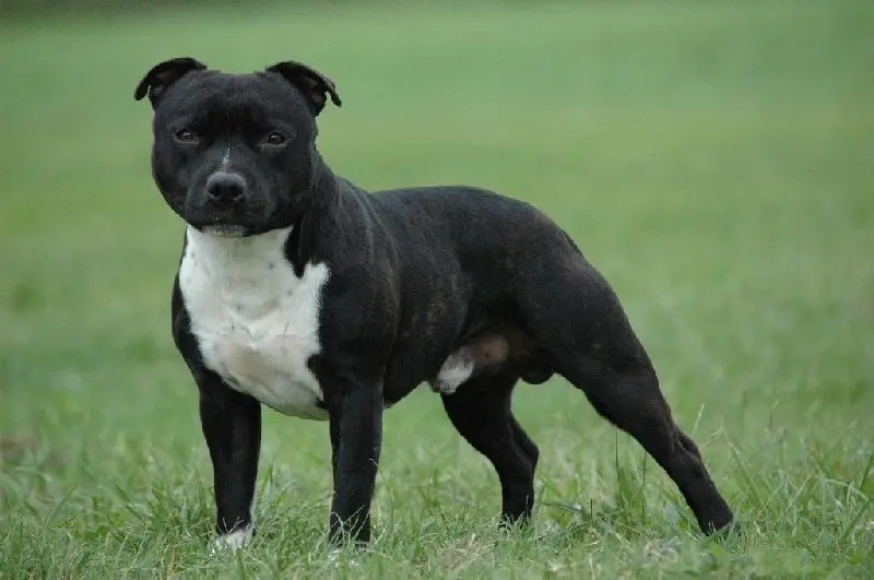 Hình ảnh chó Staffordshire Bull Terrier dễ thương 12