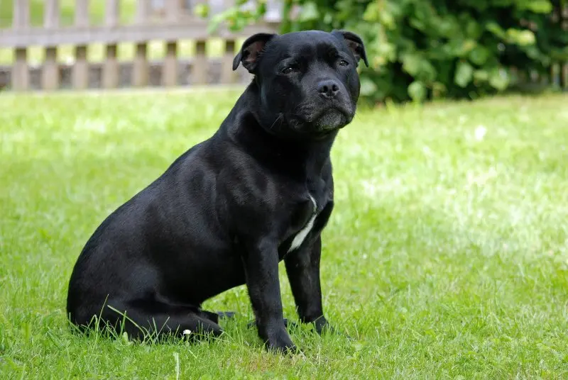 Hình ảnh chó Staffordshire Bull Terrier dễ thương 13