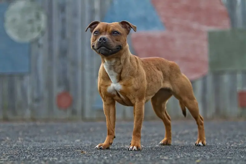 Hình ảnh chó Staffordshire Bull Terrier dễ thương 14