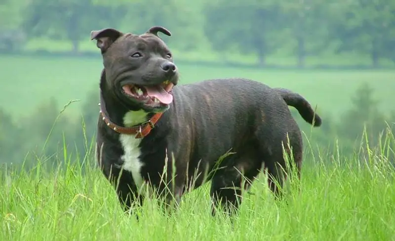 Hình ảnh chó Staffordshire Bull Terrier dễ thương 15