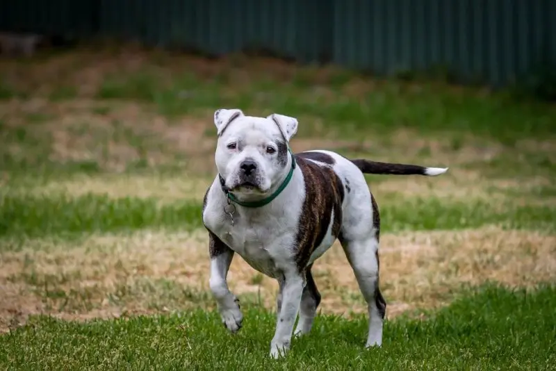 Hình ảnh chó Staffordshire Bull Terrier dễ thương 18