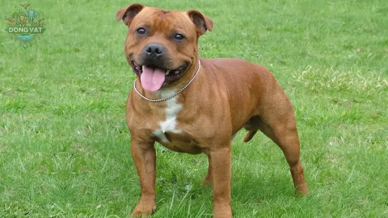 Chó Staffordshire Bull Terrier có nguồn gốc từ đâu?