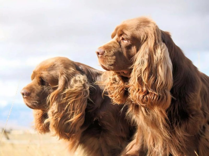 Nguồn gốc của chó Sussex Spaniel