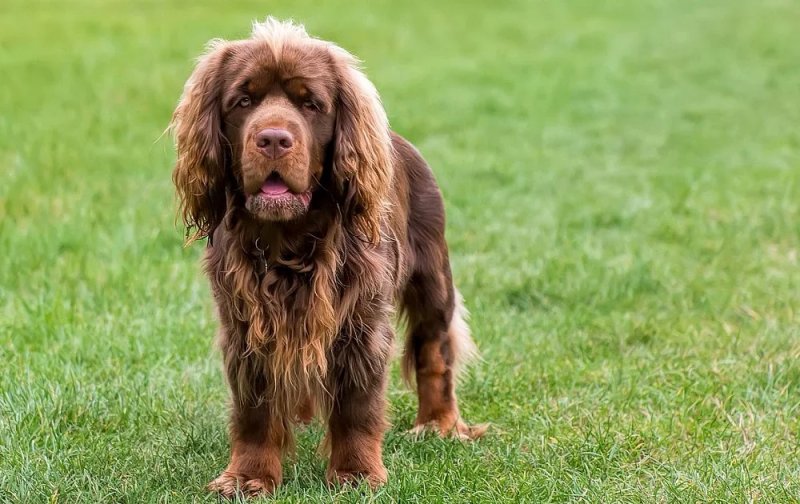 Cách chăm sóc chó Sussex Spaniel 1