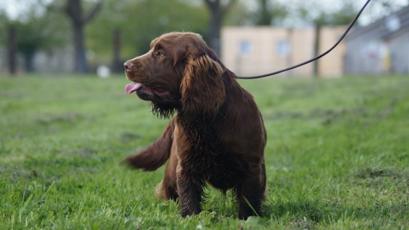 Một số hình ảnh chó Sussex Spaniel 2