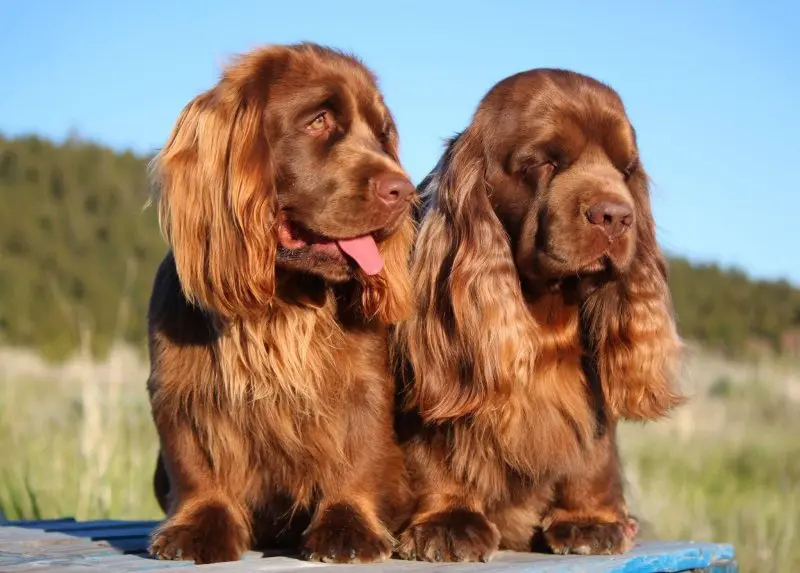 Sức khỏe của chó Sussex Spaniel