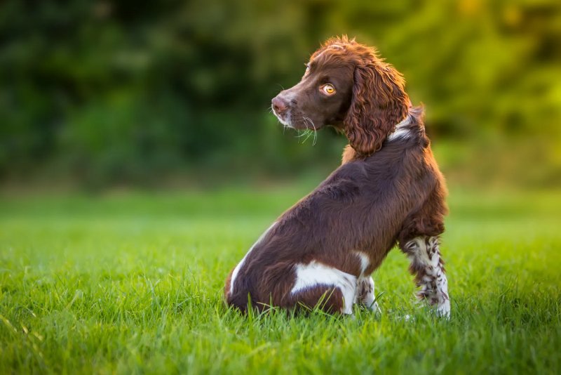 Một số hình ảnh chó Sussex Spaniel 3