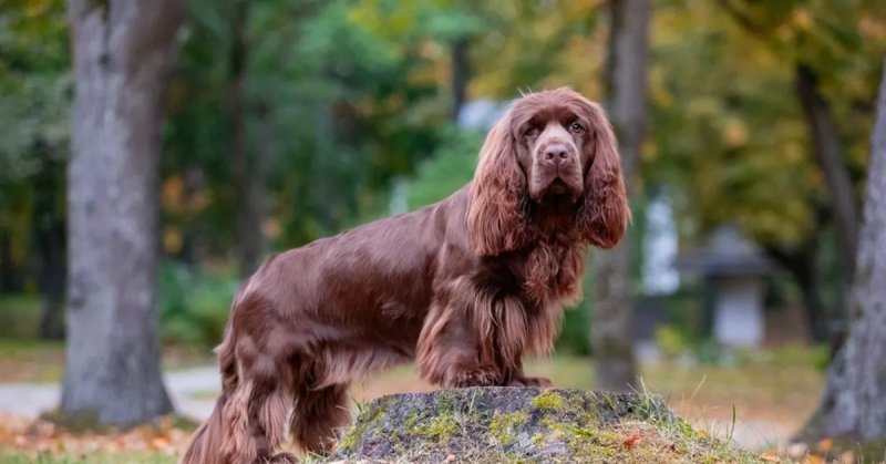 Một số hình ảnh chó Sussex Spaniel 6