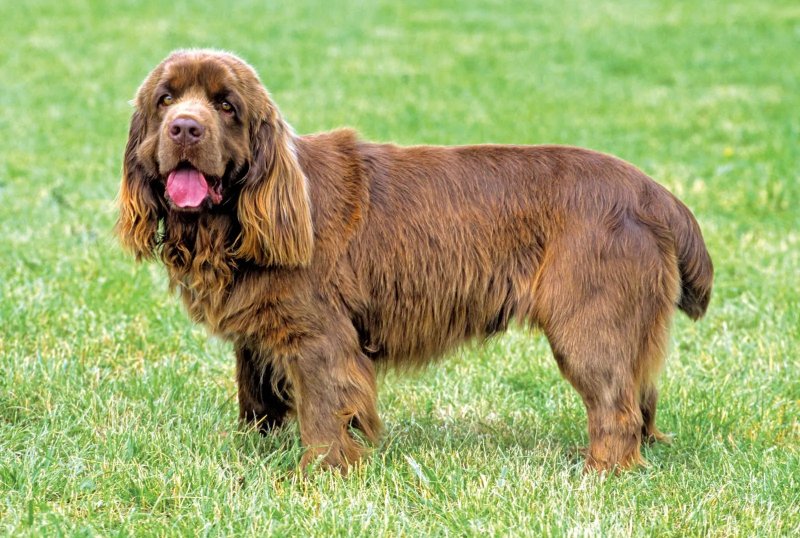 Một số hình ảnh chó Sussex Spaniel 8