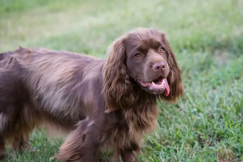 Một số hình ảnh chó Sussex Spaniel 10