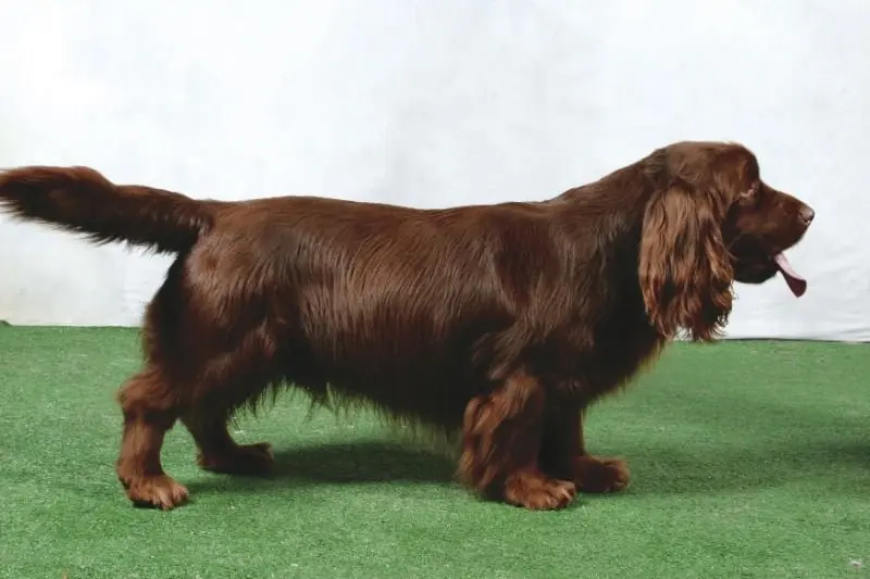 Một số hình ảnh chó Sussex Spaniel 11