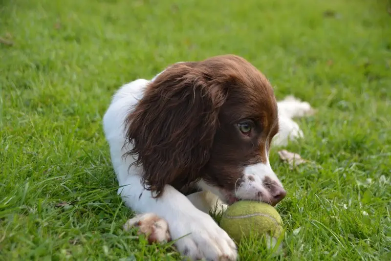 Một số hình ảnh chó Sussex Spaniel 12