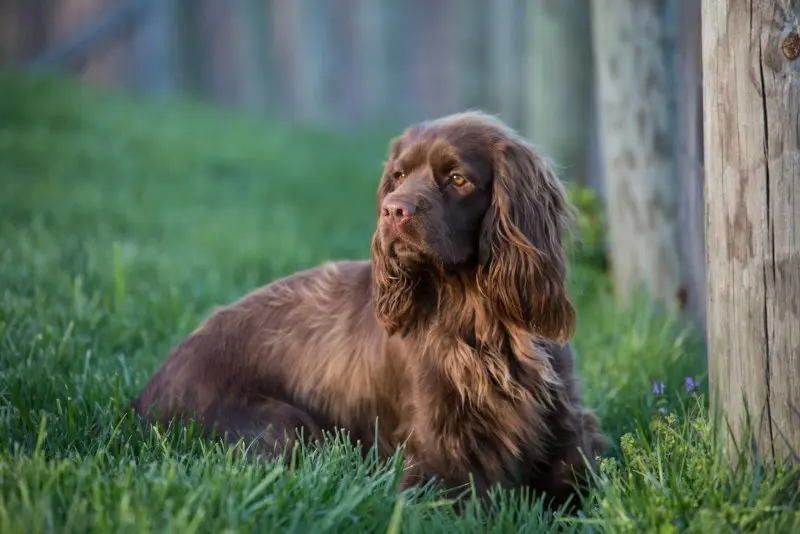 Một số hình ảnh chó Sussex Spaniel 13