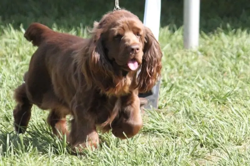 Một số hình ảnh chó Sussex Spaniel 14