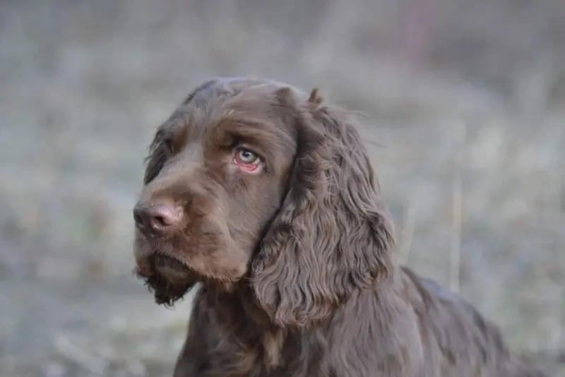 Một số hình ảnh chó Sussex Spaniel 15