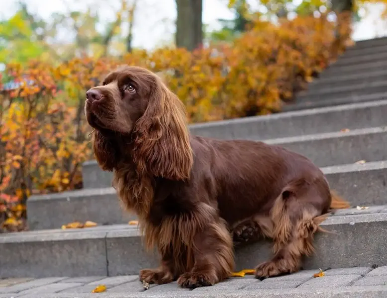 Một số hình ảnh chó Sussex Spaniel 16