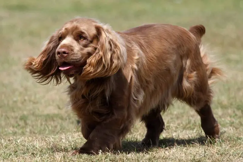 Một số hình ảnh chó Sussex Spaniel 17