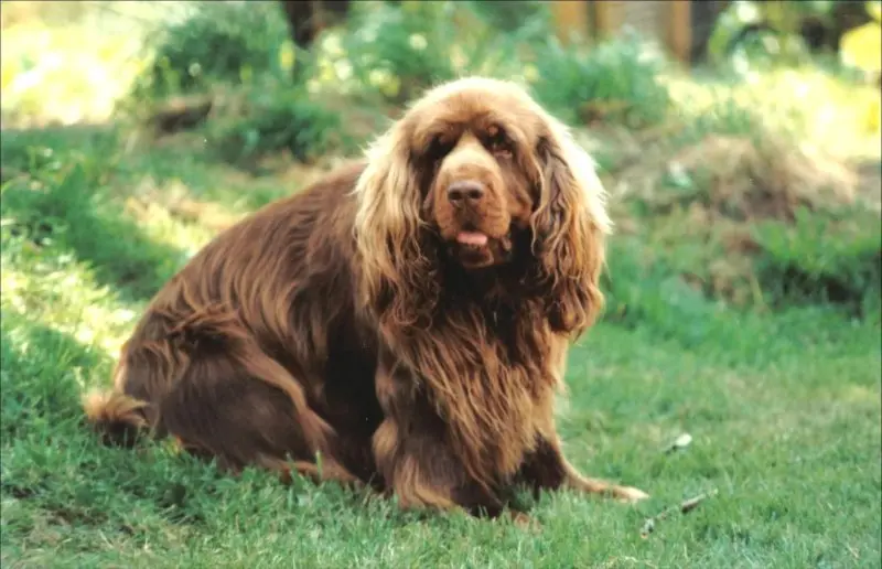 Một số hình ảnh chó Sussex Spaniel 18