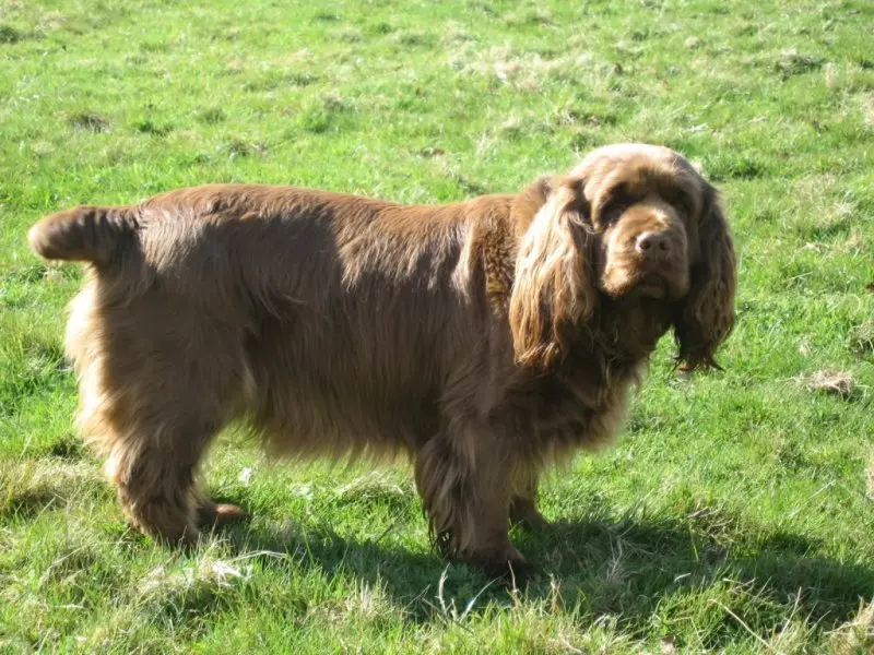 Một số hình ảnh chó Sussex Spaniel 19