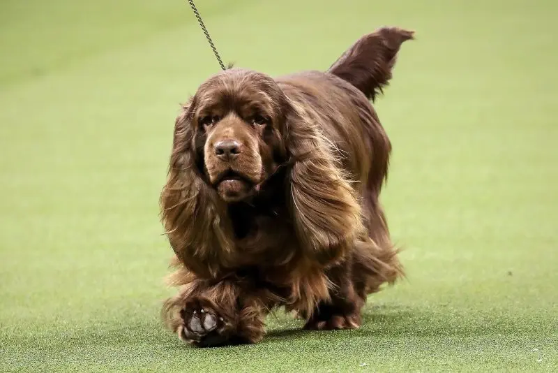 Một số hình ảnh chó Sussex Spaniel 20