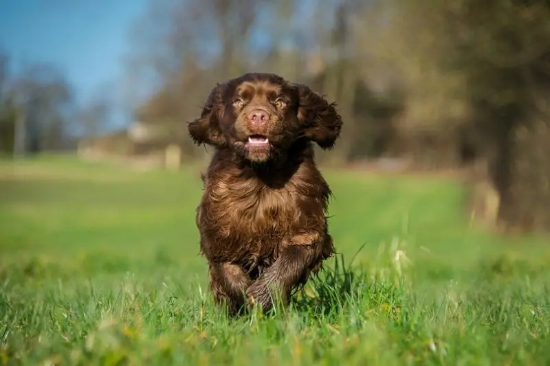 Một số hình ảnh chó Sussex Spaniel 21