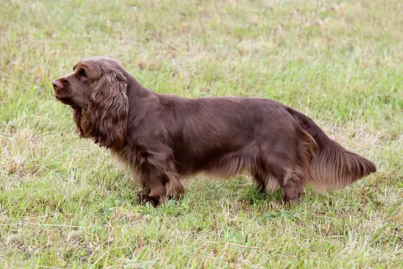 Một số hình ảnh chó Sussex Spaniel 22