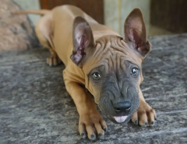 Đặc điểm của chó Thai Ridgeback 1