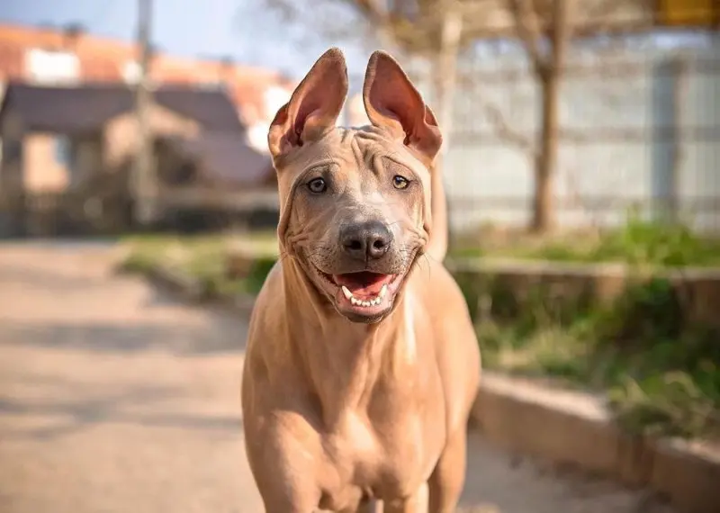 Đặc điểm của chó Thai Ridgeback 2