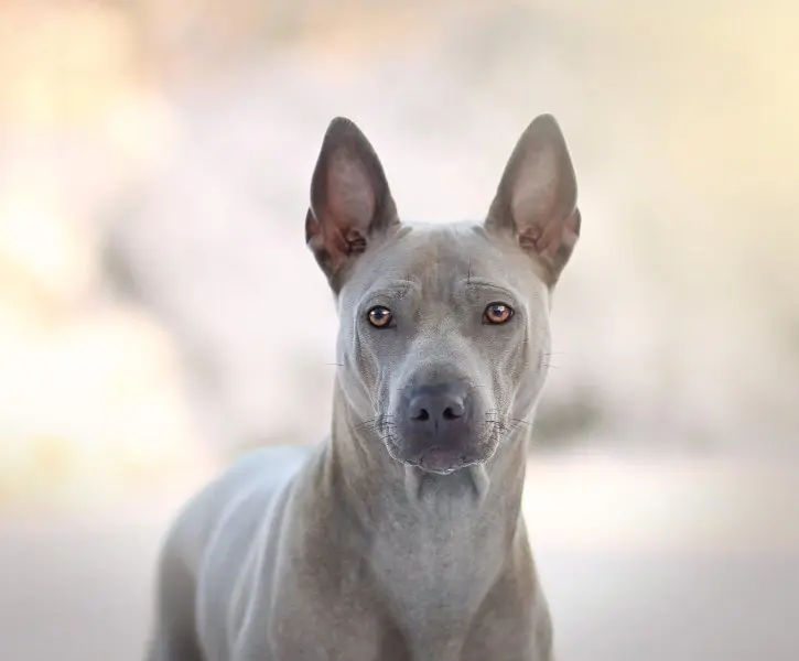 Cách chăm sóc chó Thai Ridgeback 1