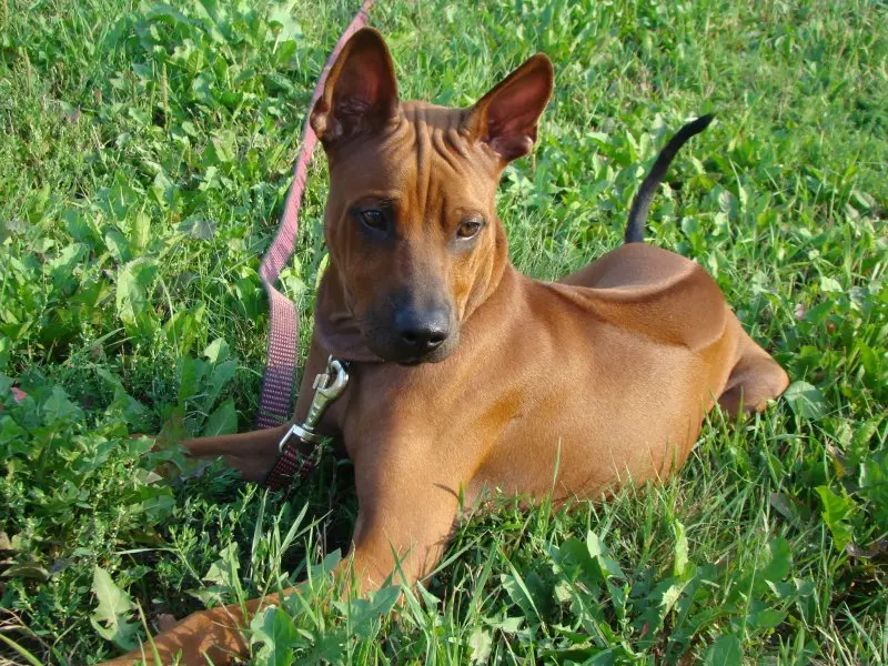 Cách chăm sóc chó Thai Ridgeback 2