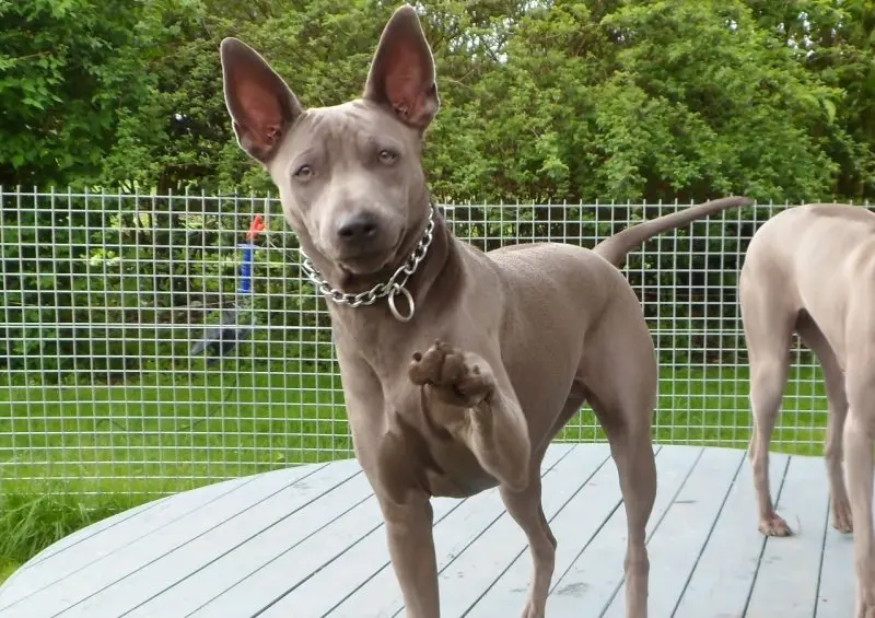 Cách chăm sóc chó Thai Ridgeback 3