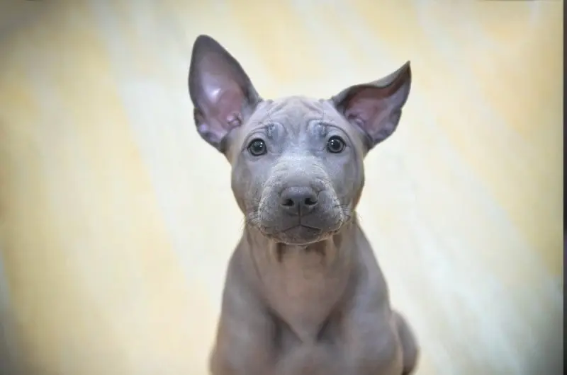 Giá bán chó Thai Ridgeback