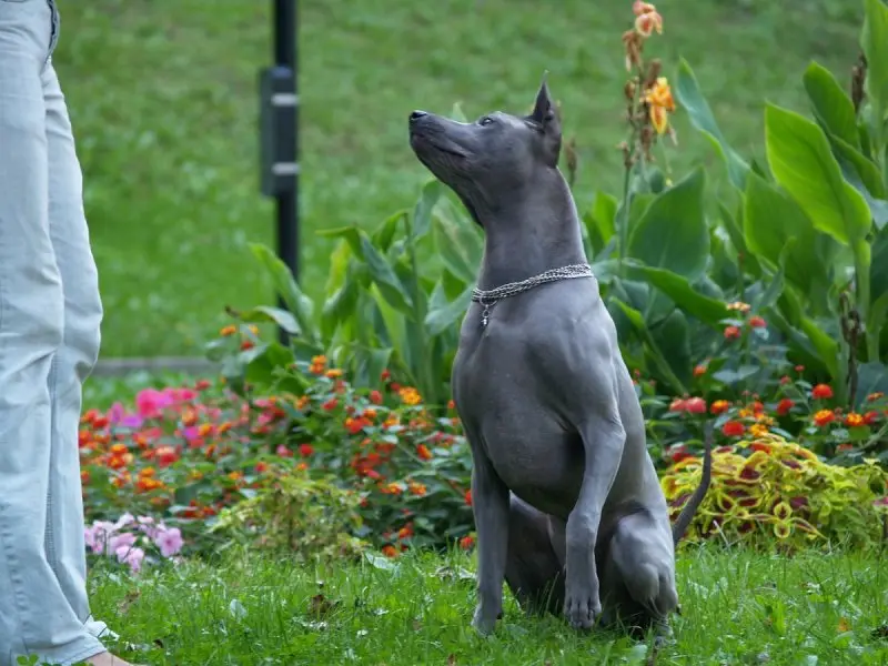 Hình ảnh chó Thai Ridgeback ấn tượng 1