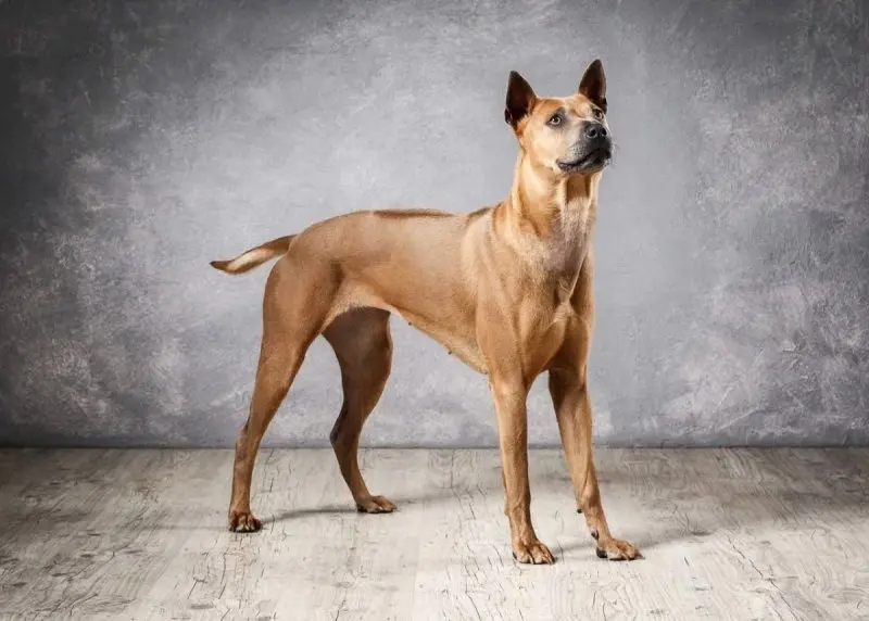 Hình ảnh chó Thai Ridgeback ấn tượng 2