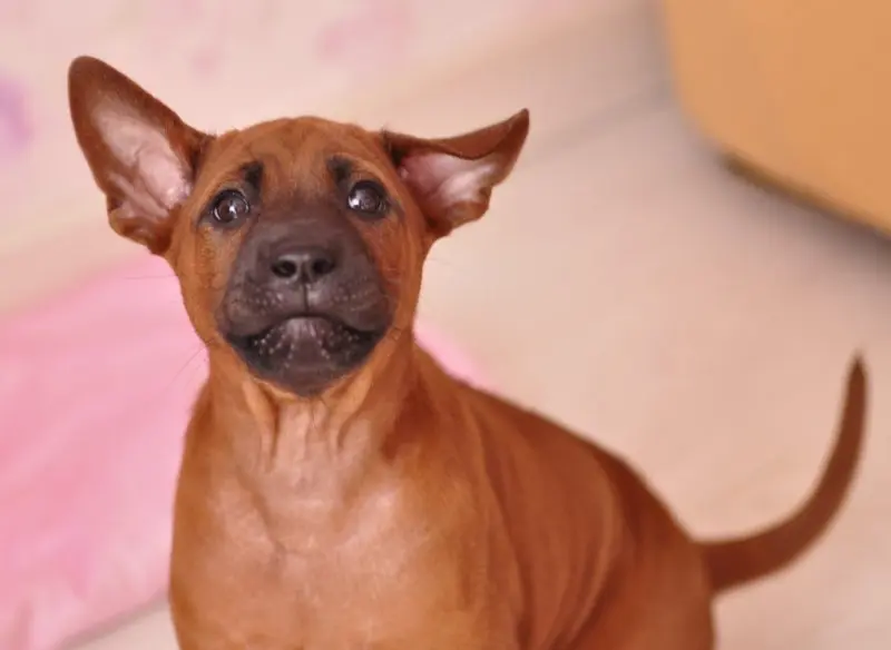 Hình ảnh chó Thai Ridgeback ấn tượng 3