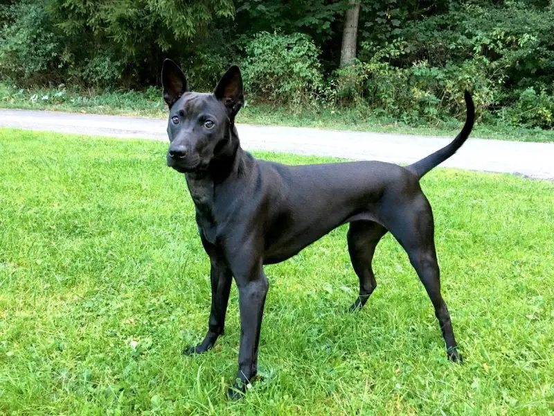 Hình ảnh chó Thai Ridgeback ấn tượng 5