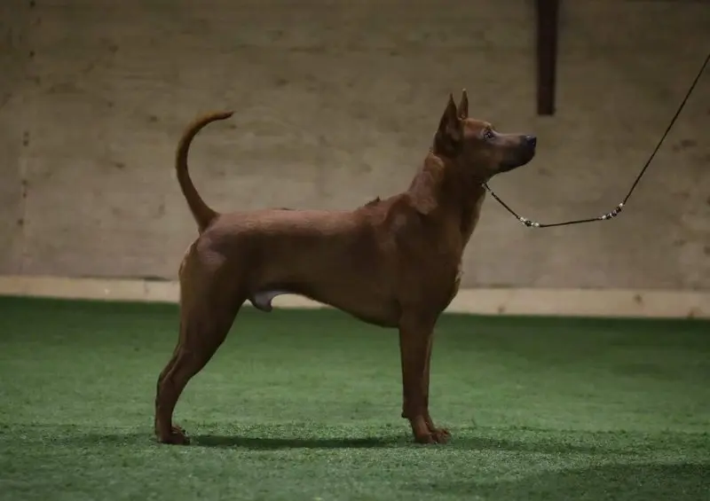 Hình ảnh chó Thai Ridgeback ấn tượng 6