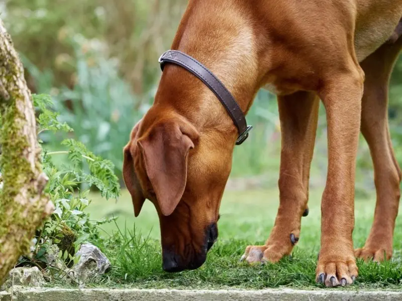 Hình ảnh chó Thai Ridgeback ấn tượng 7