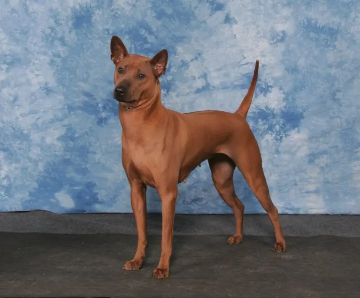 Hình ảnh chó Thai Ridgeback ấn tượng 9