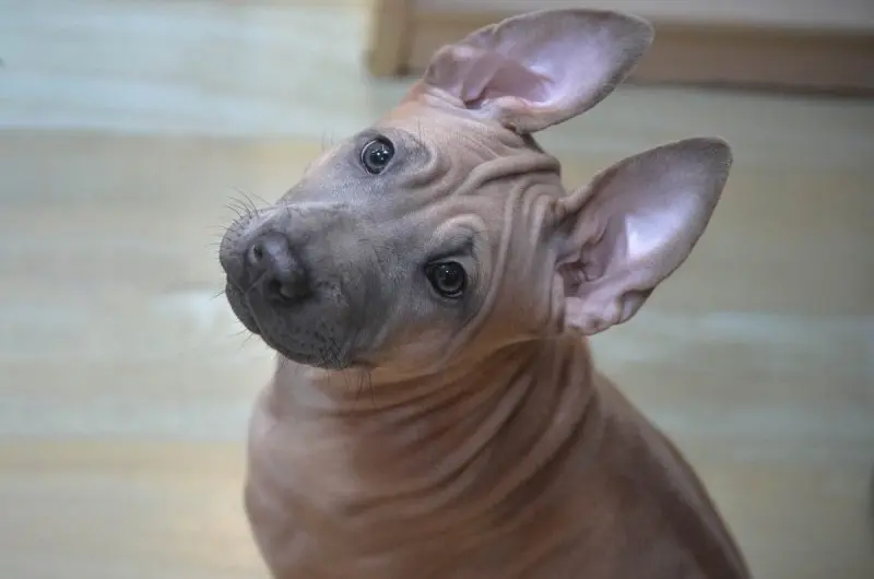 Hình ảnh chó Thai Ridgeback ấn tượng 20